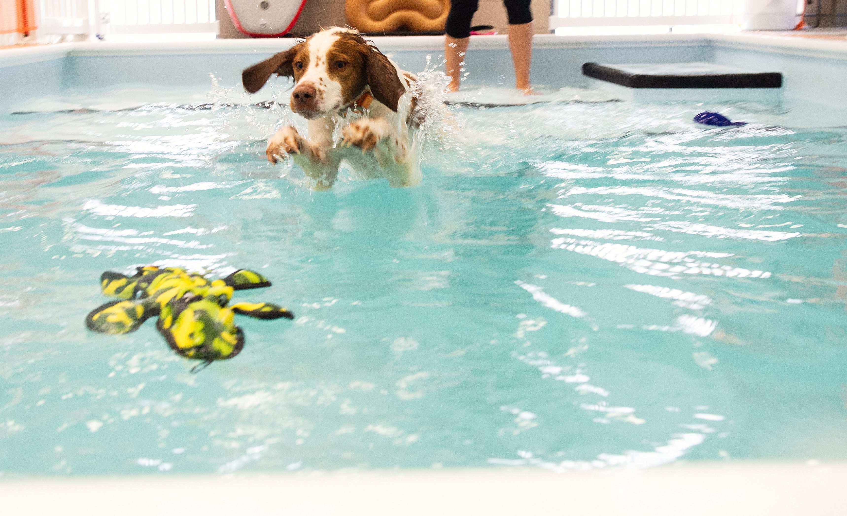 does swimming help arthritis in dogs