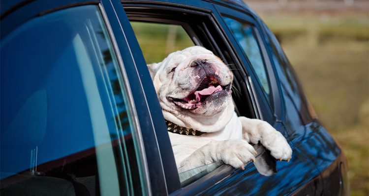 Get your Ride on in Our Wag-on!