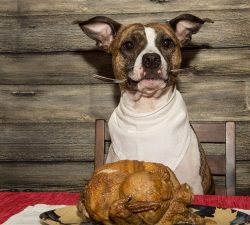 Give Thanks and Keep your Pup Safe