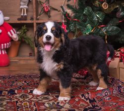 Wag Central’s Holiday Gift Guide