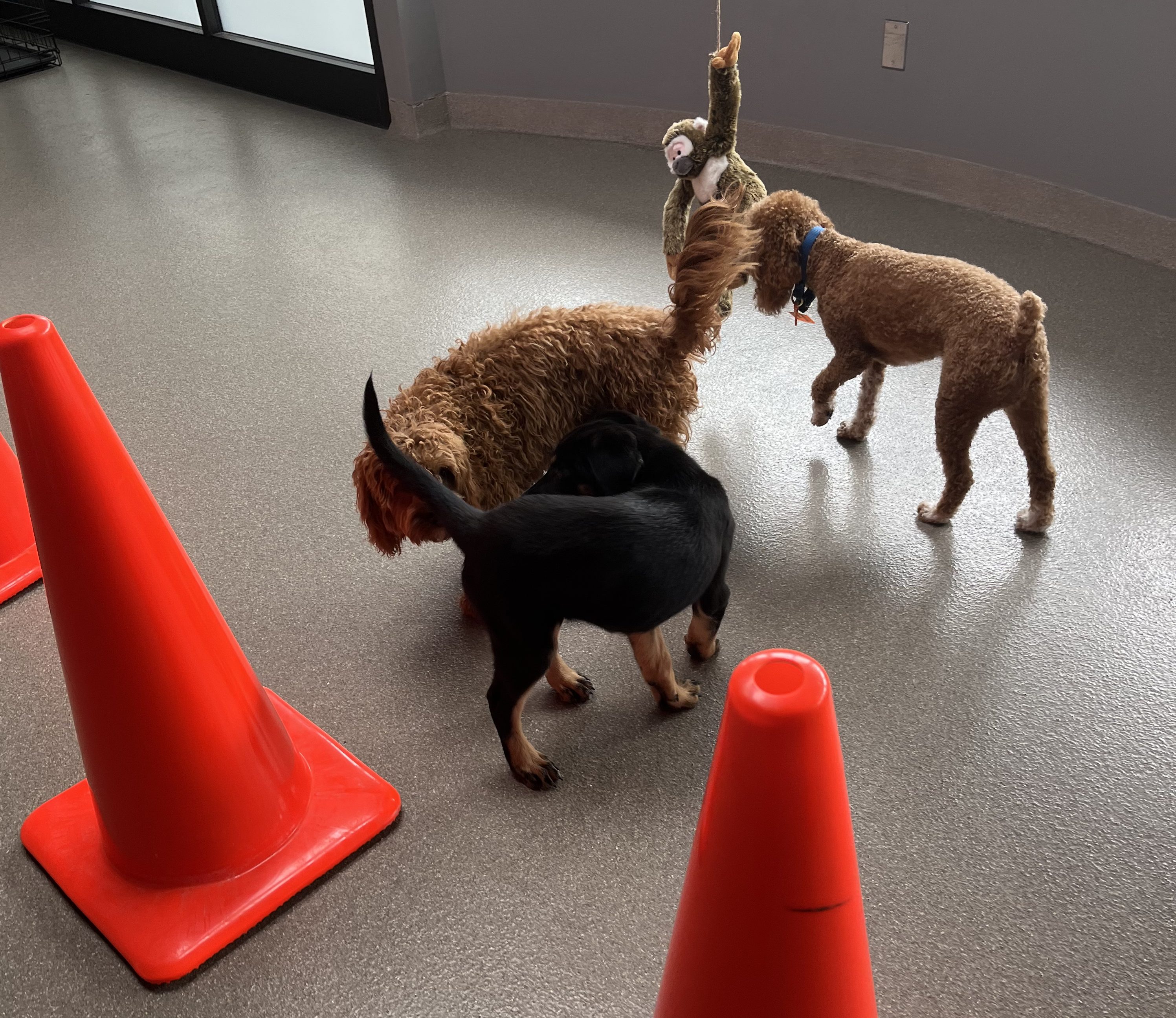 Puppy Enrichment Class