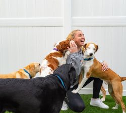 So You Want To Be A Dog Owner?