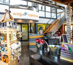 Wag Central Is Officially One Of America’s Coolest Stores!