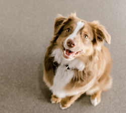 Qualities To Look For In A Dog Trainer