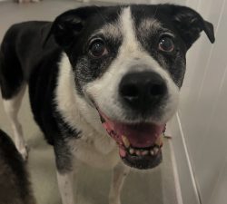 Back-to-School Tips for Dogs