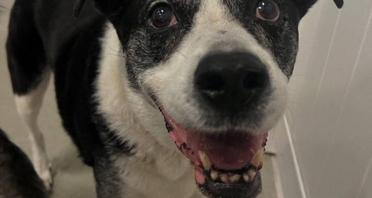 Back-to-School Tips for Dogs